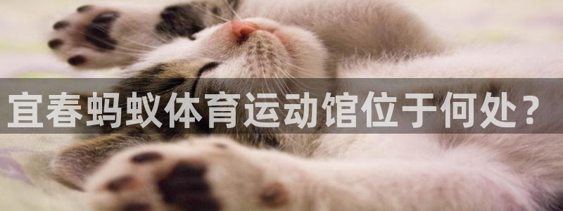 宜春蚂蚁体育运动馆位于何处？