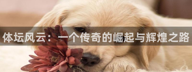 体坛风云：一个传奇的崛起与辉煌之路