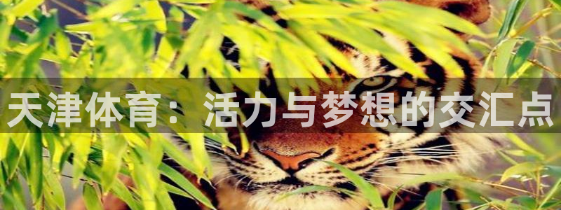 天津体育：活力与梦想的交汇点